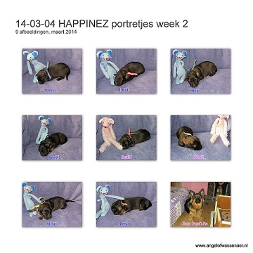 HAPPINEZ portretjes van week 2, pups zijn nu 1 week oud
